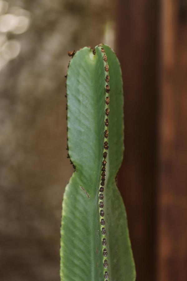 Hotelito Rural Flor De Timanfaya ตินาโค ภายนอก รูปภาพ